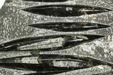Polished Fossil Orthoceras (Cephalopod) Plate - Morocco #359671-1